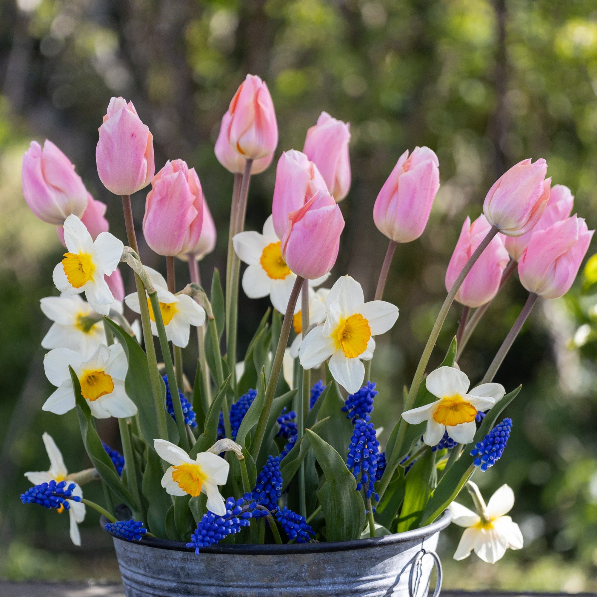 Apricot Blue' - lökblandning